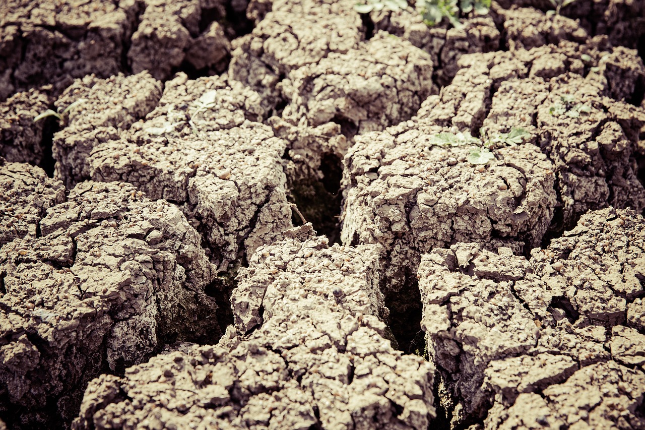 Tips for Creating a Drought-Tolerant Eco-Friendly Landscape